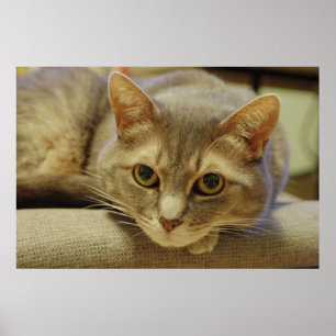Nedda Poster