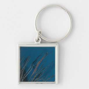 Needle shrimp (Tozeuma armatum) underwater Key Ring