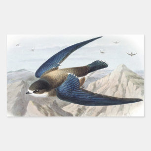 Needle-tailed Swift Rectangular Sticker