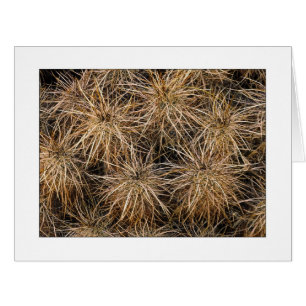 "Needles and Hay Stacks"