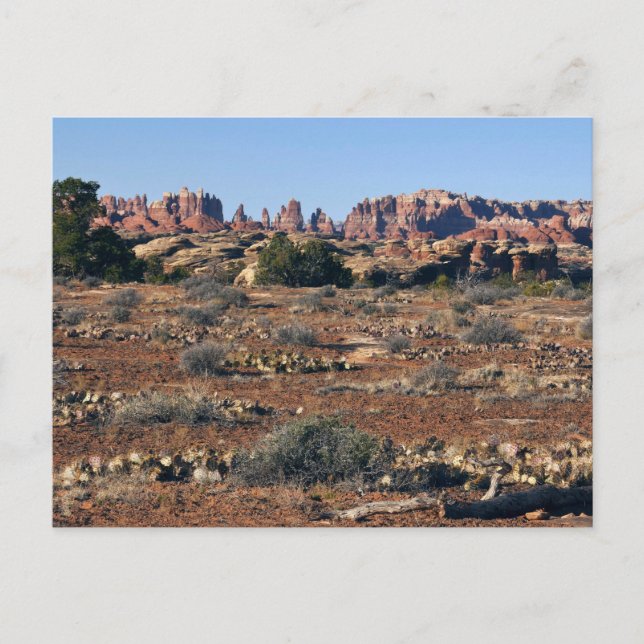 Needles from Pothole Point Trail at Canyonlands Postcard (Front)