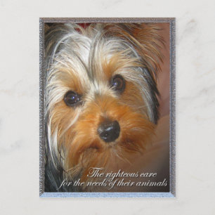 Needs of your animal Yorkie Postcard