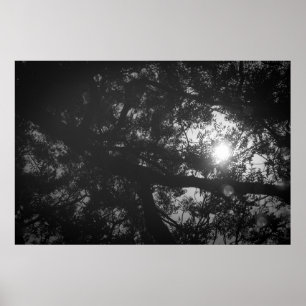 Neem Tree Reflection Poster