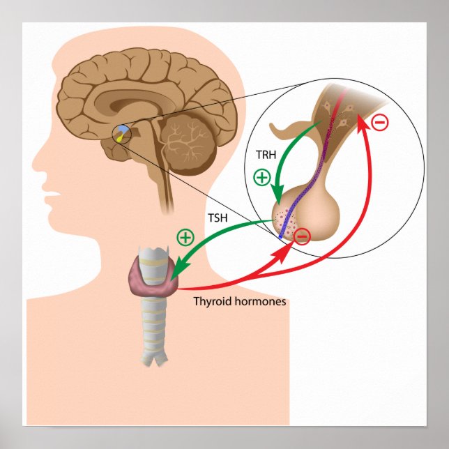 Negative feedback pituitary thyroid axis Poster (Front)