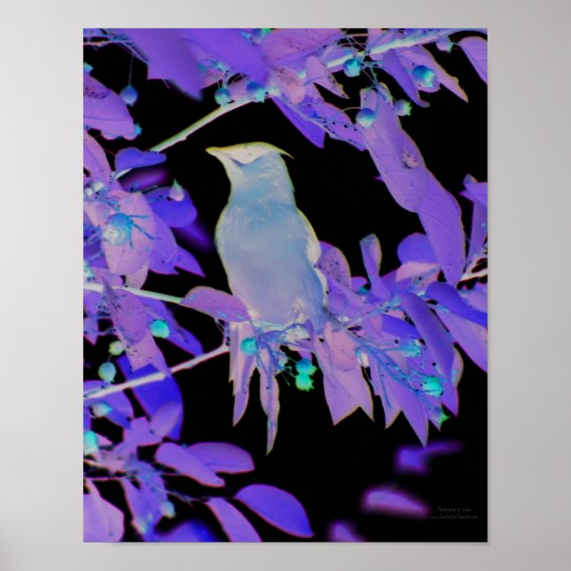Negative Film Effect Waxwing Bird Animal  Poster (Front)