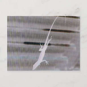 Negative image of a lizard on a window screen postcard
