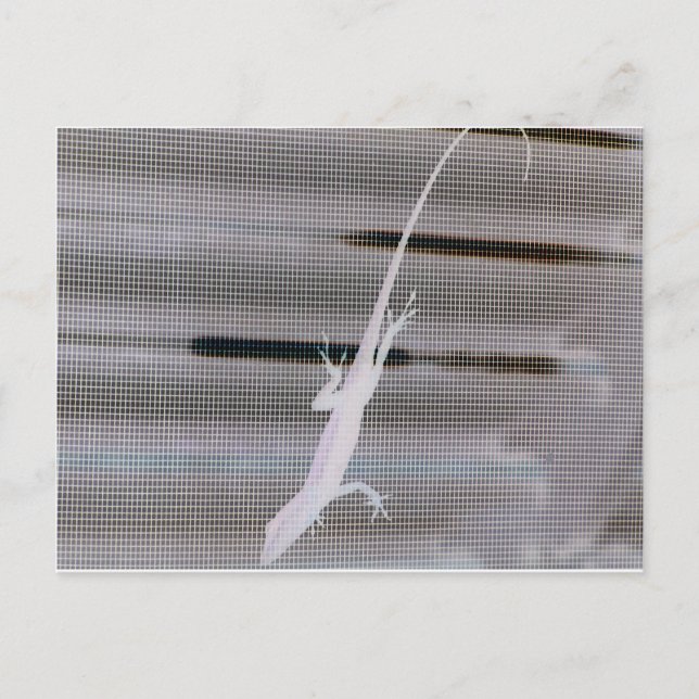 Negative image of a lizard on a window screen postcard (Front)