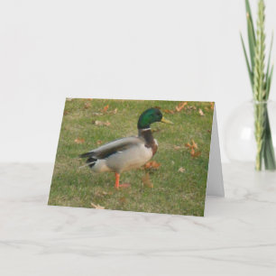"Neighbourhood Mallard #1" Thank You Card