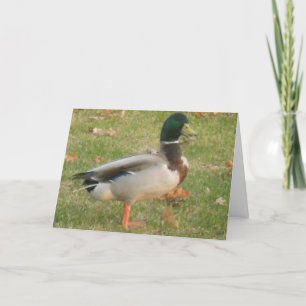 "Neighbourhood Mallard #2" Thank You Card