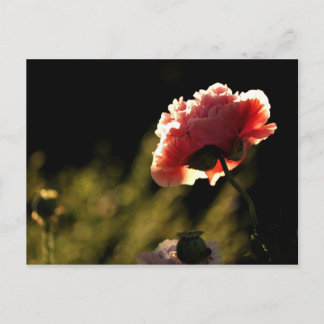 Neighbour's Garden Postcard