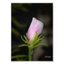 Neil Jones Photography - Birth of a Rose