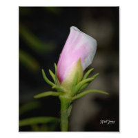 Neil Jones Photography - Birth of a Rose.