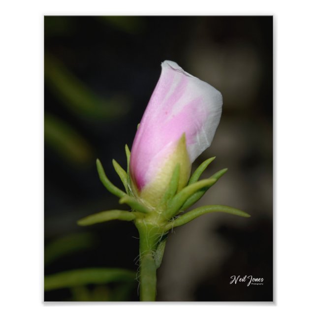 Neil Jones Photography - Birth of a Rose. Photo Print (Front)