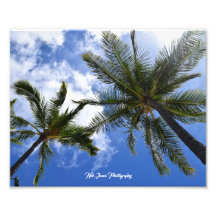 Neil Jones Photography - Palms on Waikiki Beach.