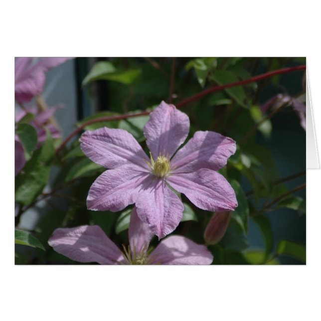 Nelly Moser Clematis 2009 (Front Horizontal)