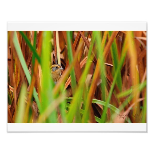 Nelsons Sparrow Peeking Through Cattails Photo Print (Front)