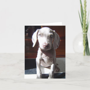 NelsonTheDog Card