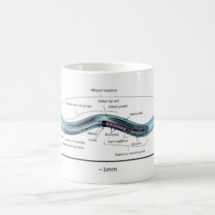 Nematode hermaphrodite Caenorhabditis elegans Coffee Mug