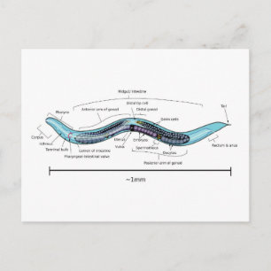 Nematode hermaphrodite Caenorhabditis elegans Postcard