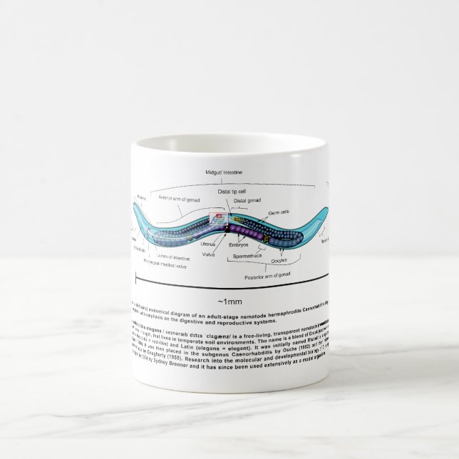 Nematode Roundworm Caenorhabditis Elegans Diagram Coffee Mug (Center)