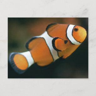 Nemo Postcard