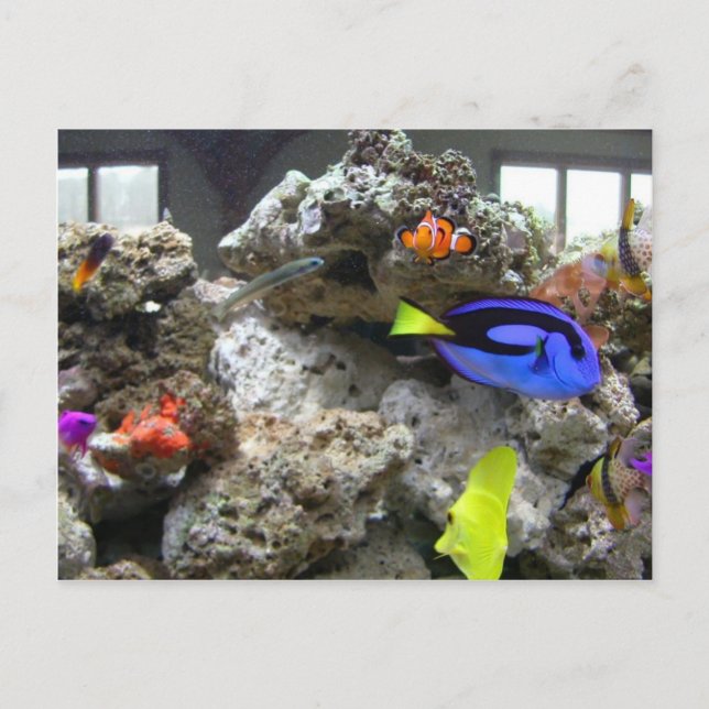 Nemo With His Gang Postcard (Front)