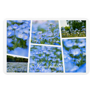 NEMOPHILA(Baby Blue Eyes) Magnet
