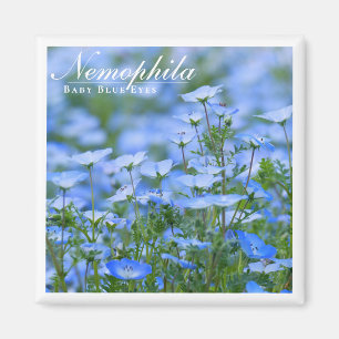NEMOPHILA(Baby Blue Eyes) Magnet
