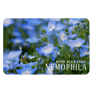 NEMOPHILA(Baby Blue Eyes) Magnet