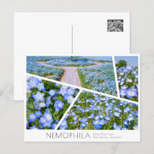 NEMOPHILA(Baby Blue Eyes) Postcard