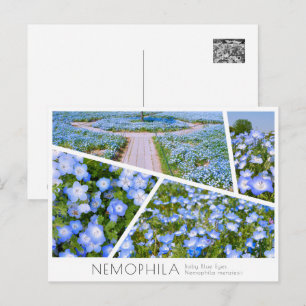 NEMOPHILA(Baby Blue Eyes) Postcard