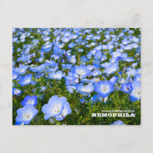 NEMOPHILA(Baby Blue Eyes) Postcard