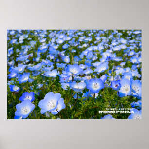 NEMOPHILA（Baby Blue Eyes） Poster