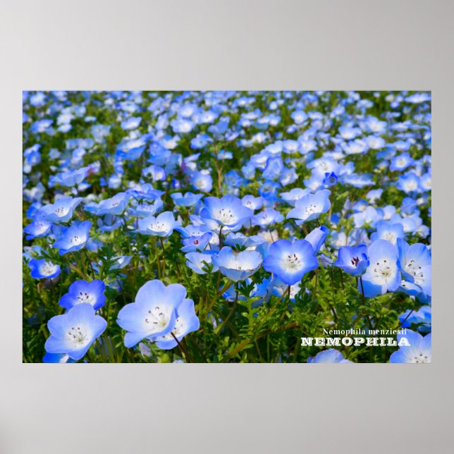 NEMOPHILA（Baby Blue Eyes） Poster (Front)