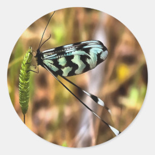 Nemoptera bipennis Spoon-Winged Insect Art Classic Round Sticker
