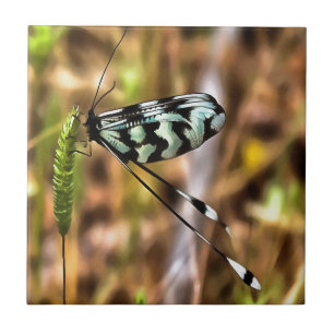 Nemoptera bipennis Spoon-Winged Insect Art Tile