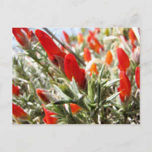 Neneo, Torres del Paine, Chile Postcard