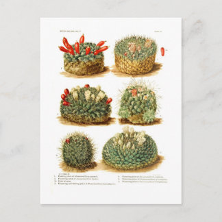 Neomammillaria species postcard