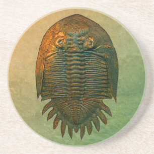 Neometacanthus Fossil Trilobite Coaster
