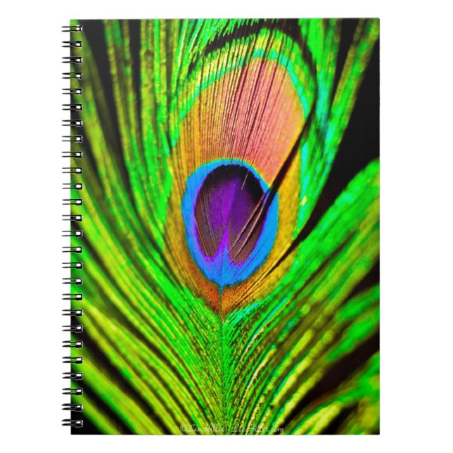 Neon Colours Peacock Feather Notebook (Front)
