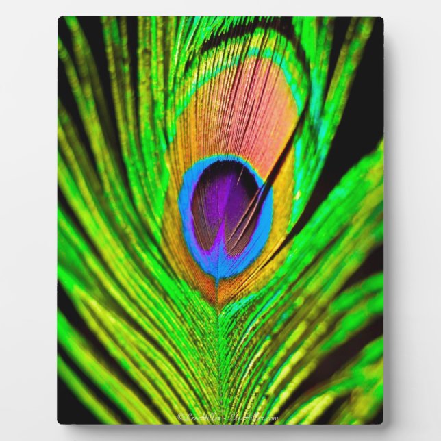 Neon Colours Peacock Feather Plaque (Front)
