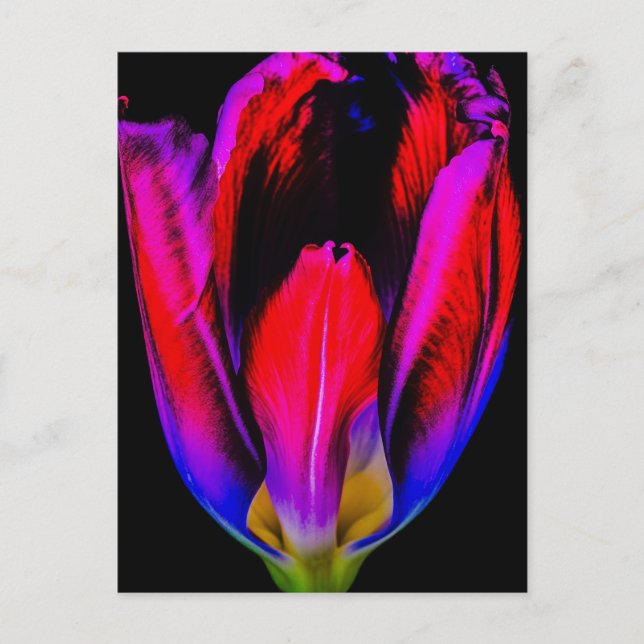 Neon Glow Tulip Postcard (Front)
