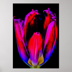 Neon Glow Tulip Poster
