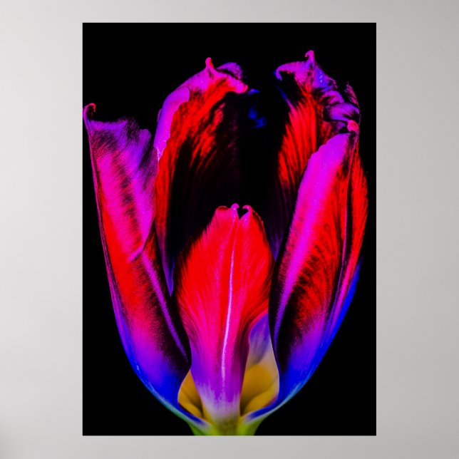 Neon Glow Tulip Poster (Front)