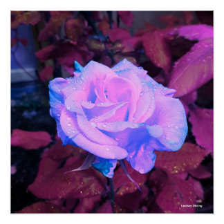 Neon Rose Poster 20" x 20"
