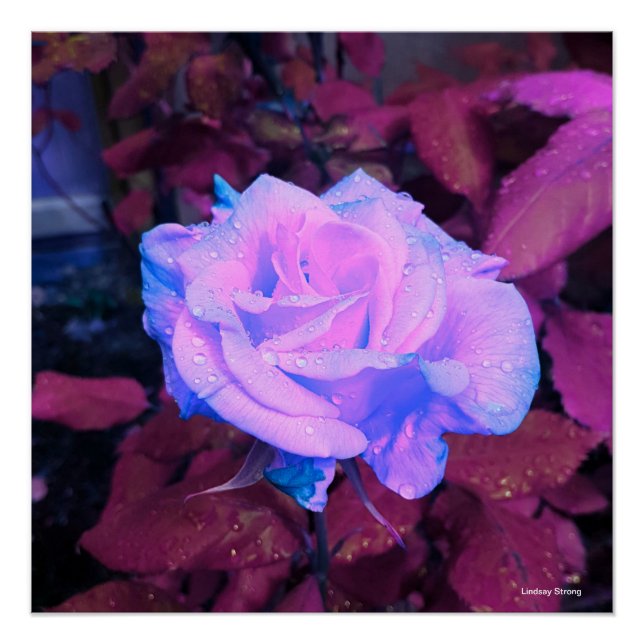 Neon Rose Poster 20" x 20" (Front)