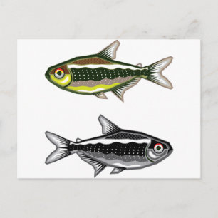 Neon Tetra aquarium fish Postcard