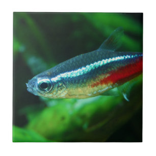 Neon Tetra Fish Paracheirodon Innesi Ceramic Tile
