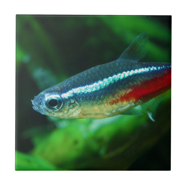 Neon Tetra Fish Paracheirodon Innesi Ceramic Tile (Front)