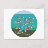 Neon Tetra